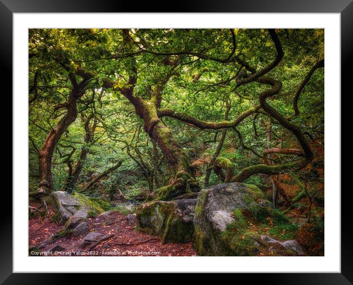 Padley Gorge Gnarly trees Framed Mounted Print by Craig Yates