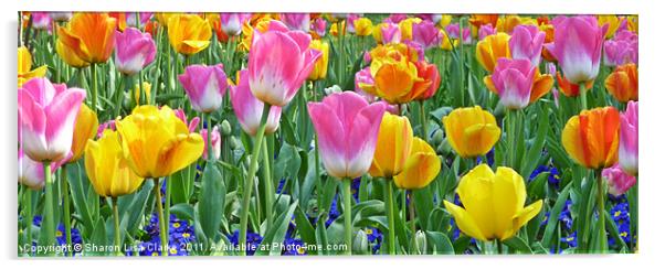 Tulip delight Acrylic by Sharon Lisa Clarke