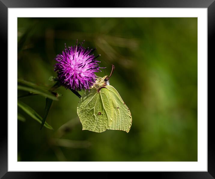 Brimstone Buttefly Framed Mounted Print by Colin Allen