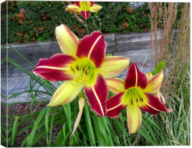 Red and yellow lilies Canvas Print by Stephanie Moore