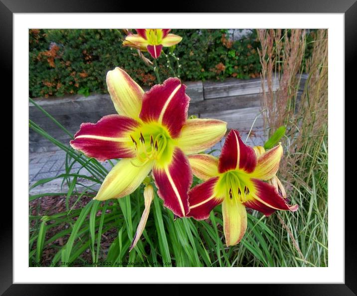 Red and yellow lilies Framed Mounted Print by Stephanie Moore