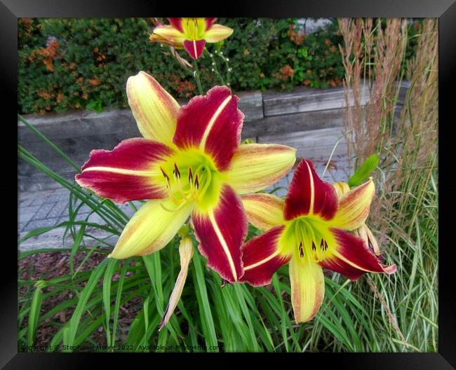 Red and yellow lilies Framed Print by Stephanie Moore