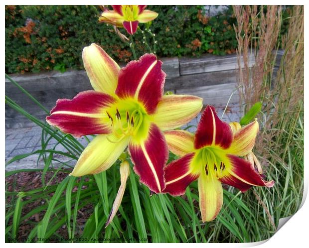 Red and yellow lilies Print by Stephanie Moore