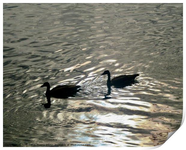 Geese in the Rideau River Print by Stephanie Moore