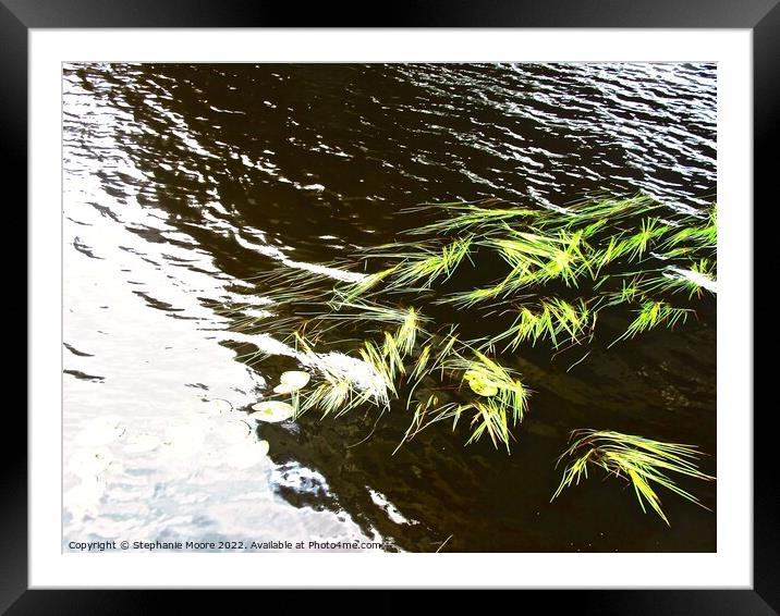 Water weeds Framed Mounted Print by Stephanie Moore