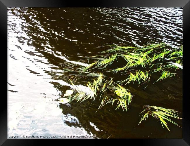 Water weeds Framed Print by Stephanie Moore