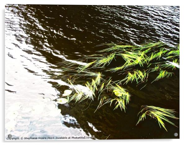 Water weeds Acrylic by Stephanie Moore