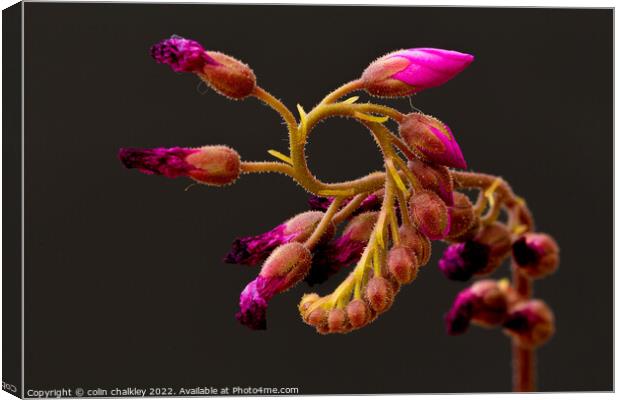 Cape Sundew Flower Buds Canvas Print by colin chalkley