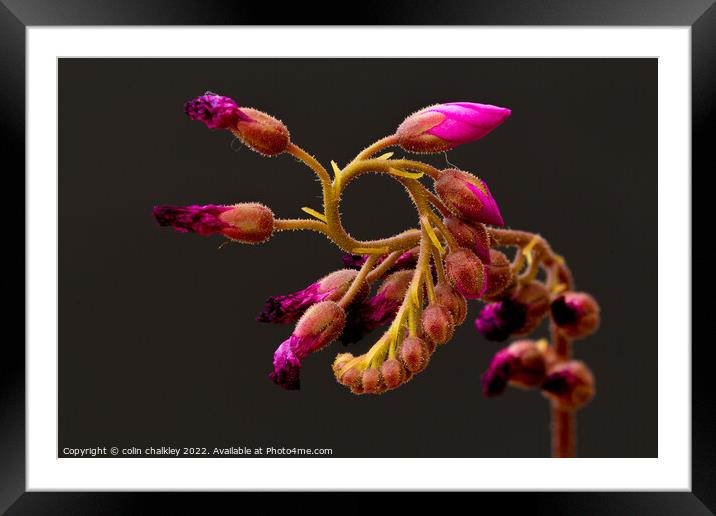 Cape Sundew Flower Buds Framed Mounted Print by colin chalkley
