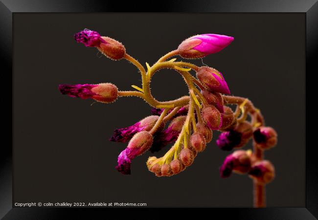 Cape Sundew Flower Buds Framed Print by colin chalkley