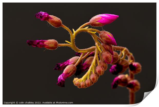 Cape Sundew Flower Buds Print by colin chalkley