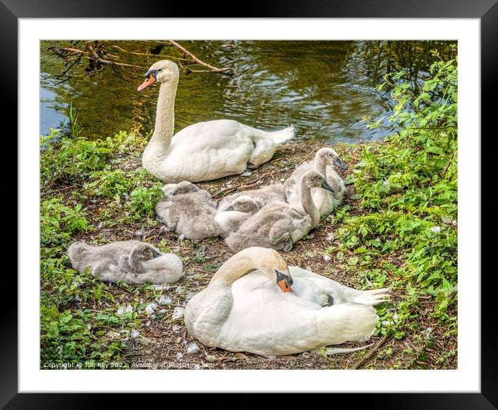 Swan Family    Framed Mounted Print by Jim Key