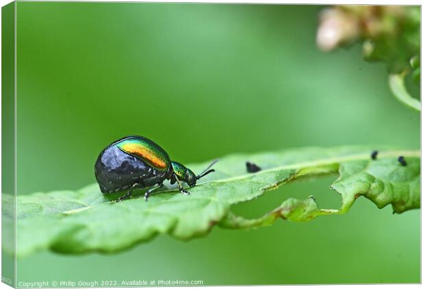 Insect on leaf Canvas Print by Philip Gough