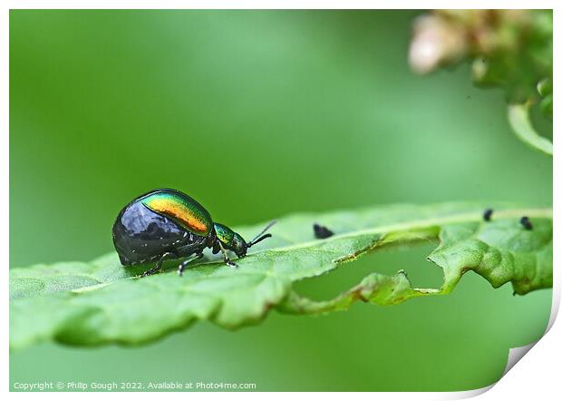 Insect on leaf Print by Philip Gough