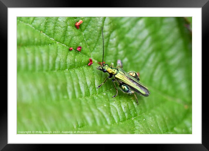 Thick legged flower beetle Framed Mounted Print by Philip Gough