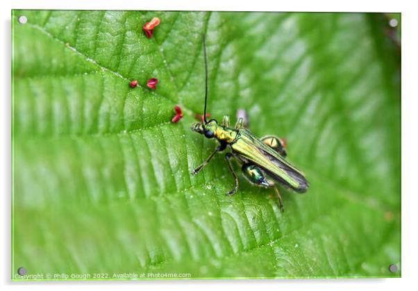 Thick legged flower beetle Acrylic by Philip Gough