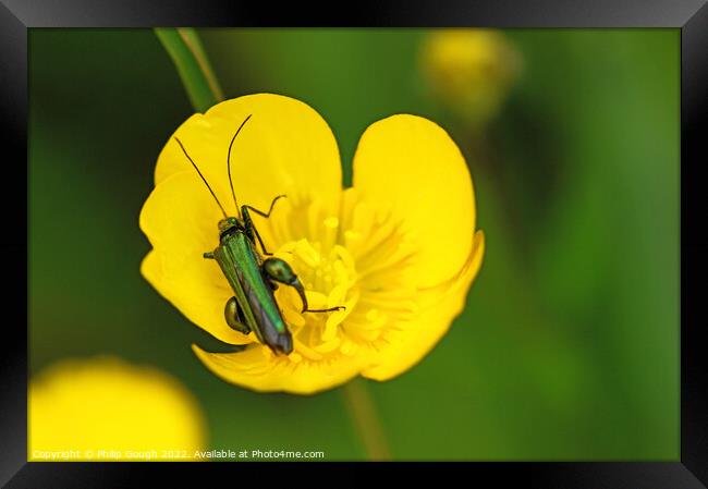 Thick legged flower beetle Framed Print by Philip Gough