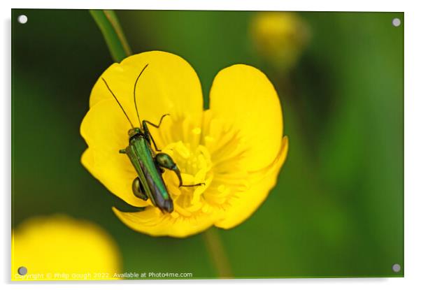 Thick legged flower beetle Acrylic by Philip Gough