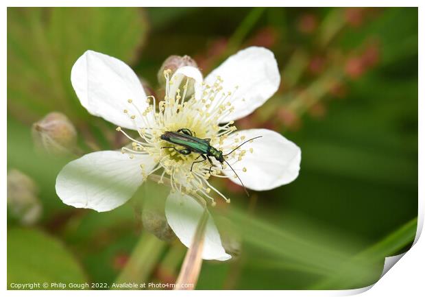 Thick legged flower beetle Print by Philip Gough