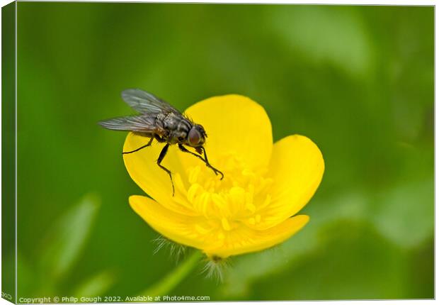 Fly on Buttercup Canvas Print by Philip Gough