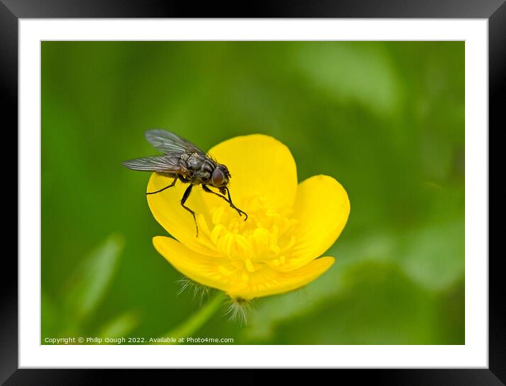 Fly on Buttercup Framed Mounted Print by Philip Gough