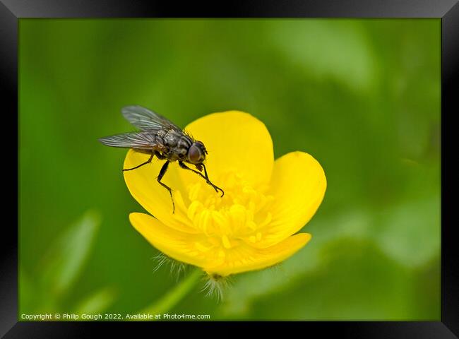 Fly on Buttercup Framed Print by Philip Gough
