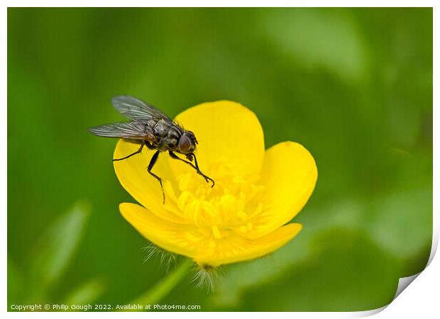 Fly on Buttercup Print by Philip Gough