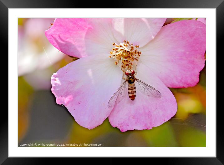 Insect on a Dog Rose Framed Mounted Print by Philip Gough