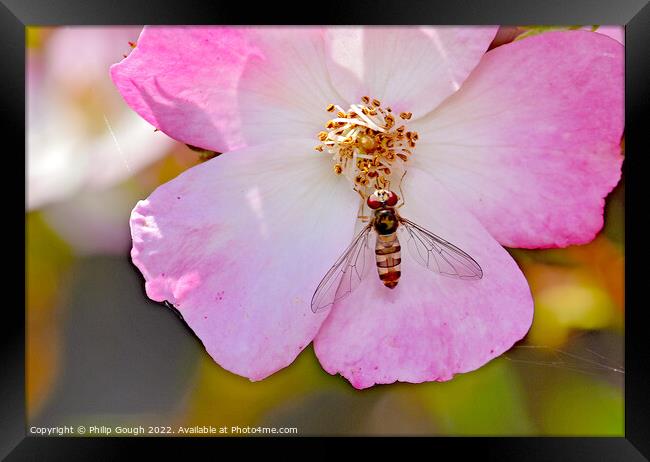 Insect on a Dog Rose Framed Print by Philip Gough