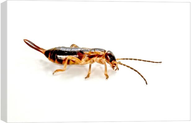 Earwig Insect Macro (Forficula_auricularia) Canvas Print by Philip Gough
