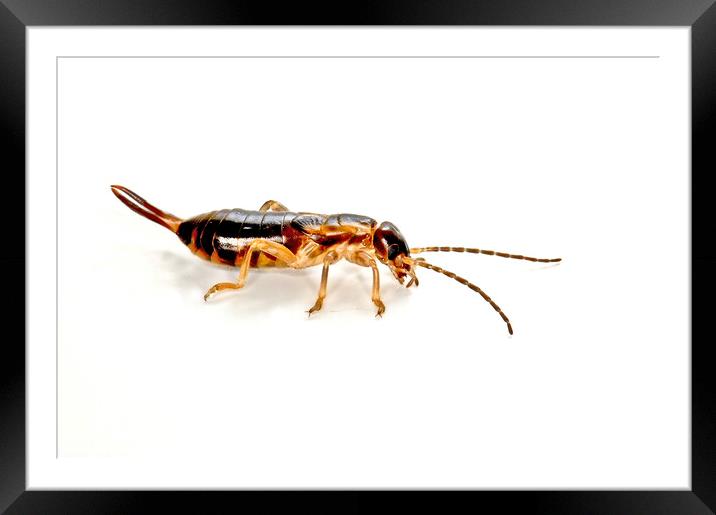 Earwig Insect Macro (Forficula_auricularia) Framed Mounted Print by Philip Gough
