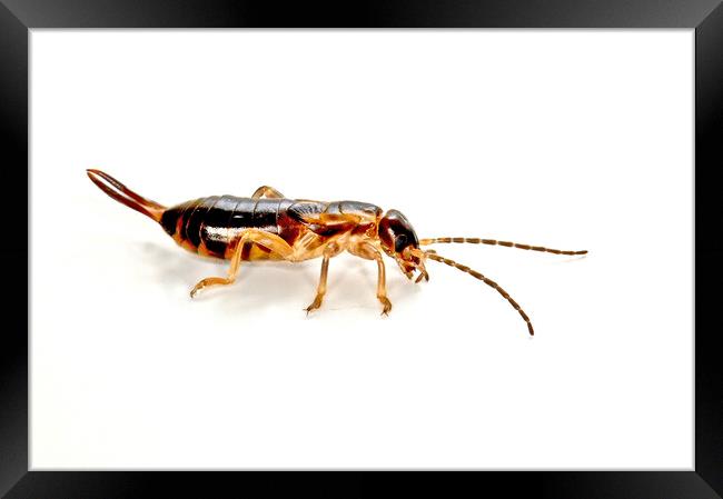 Earwig Insect Macro (Forficula_auricularia) Framed Print by Philip Gough