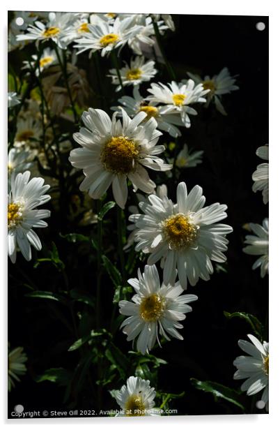 Highland White Dream Shasta Daisy. Acrylic by Steve Gill