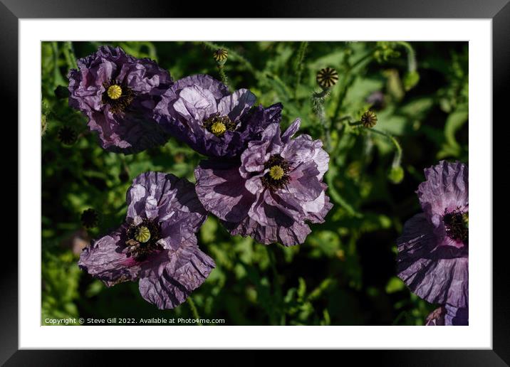 Crinkled Delicate Purple Poppies.  Framed Mounted Print by Steve Gill
