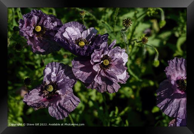 Crinkled Delicate Purple Poppies.  Framed Print by Steve Gill