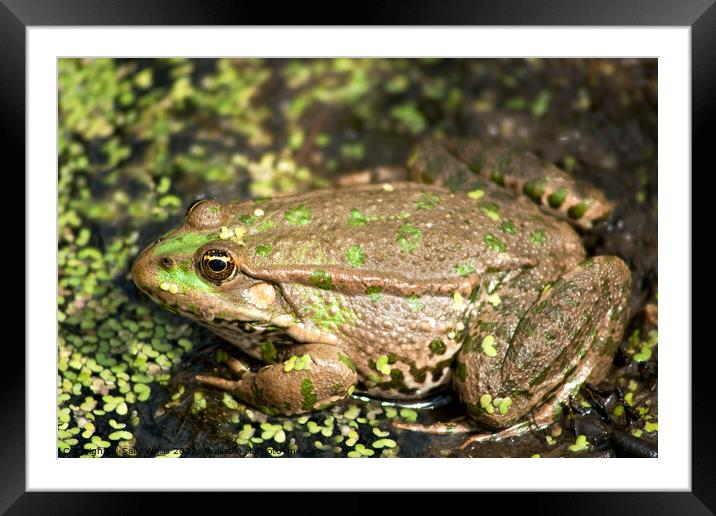Bullfrog camouflaged Framed Mounted Print by Sally Wallis