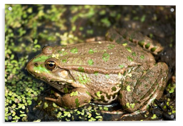 Bullfrog camouflaged Acrylic by Sally Wallis