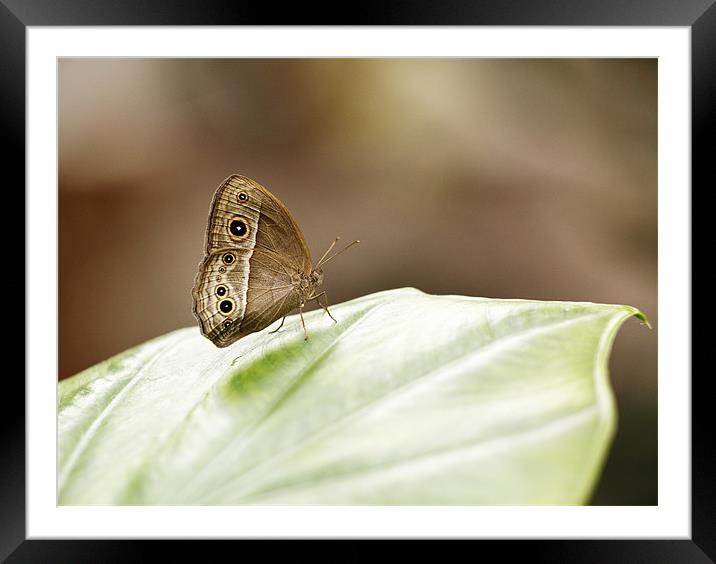 Owl Butterfly Framed Mounted Print by Grant Glendinning