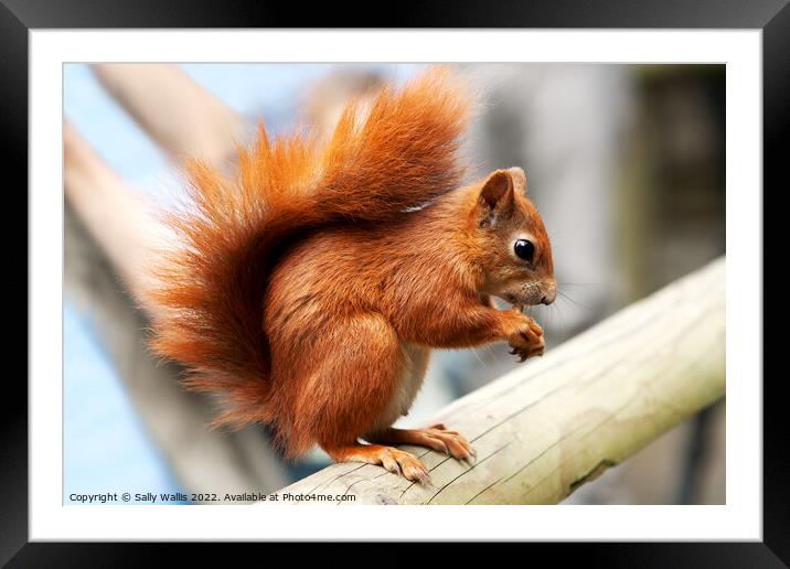 red squirrel on beam Framed Mounted Print by Sally Wallis