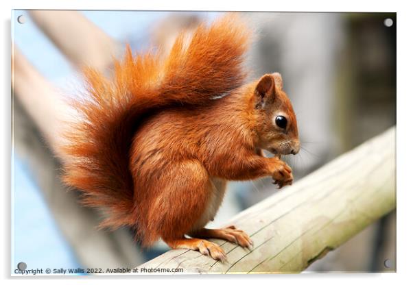 red squirrel on beam Acrylic by Sally Wallis