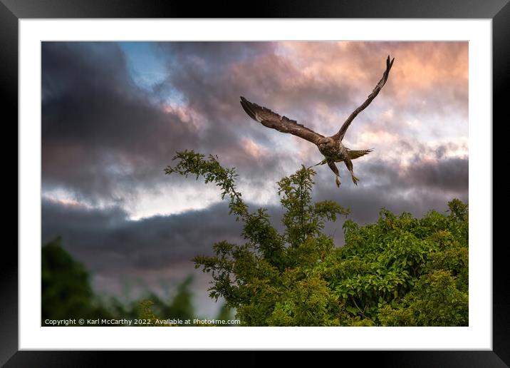 Common Buzzard Framed Mounted Print by Karl McCarthy