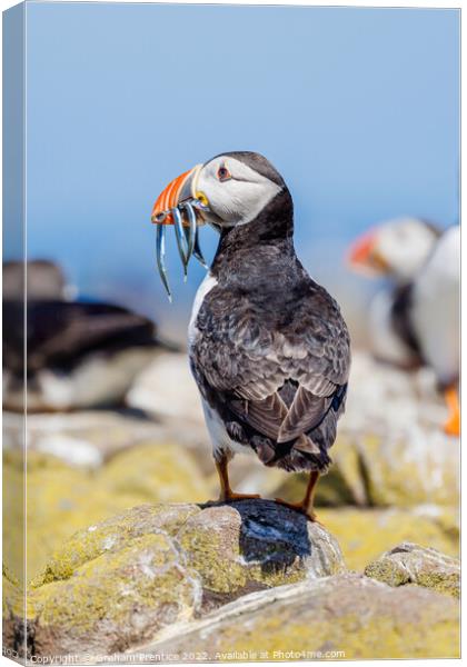 Atlantic Puffin with Sand Eels Canvas Print by Graham Prentice