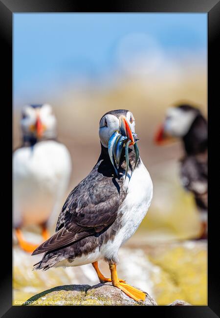 Atlantic Puffin with Sand Eels Framed Print by Graham Prentice