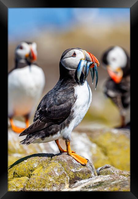 Atlantic Puffin with Sand Eels Framed Print by Graham Prentice