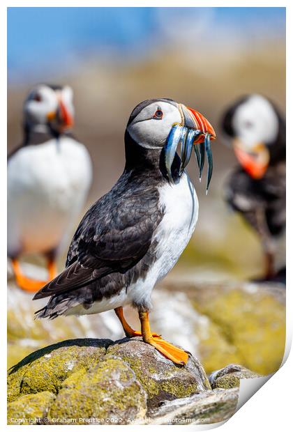 Atlantic Puffin with Sand Eels Print by Graham Prentice