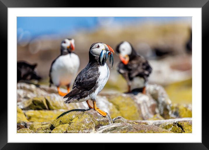 Atlantic Puffin with Sand Eels Framed Mounted Print by Graham Prentice