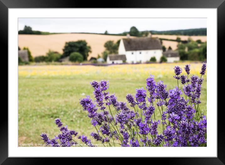 Cotswold Lavender & Wild Flower Meadows At Snowshill, Worcesters Framed Mounted Print by Peter Greenway