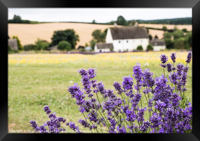 Cotswold Lavender & Wild Flower Meadows At Snowshill, Worcesters Framed Print by Peter Greenway