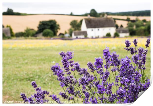 Cotswold Lavender & Wild Flower Meadows At Snowshill, Worcesters Print by Peter Greenway