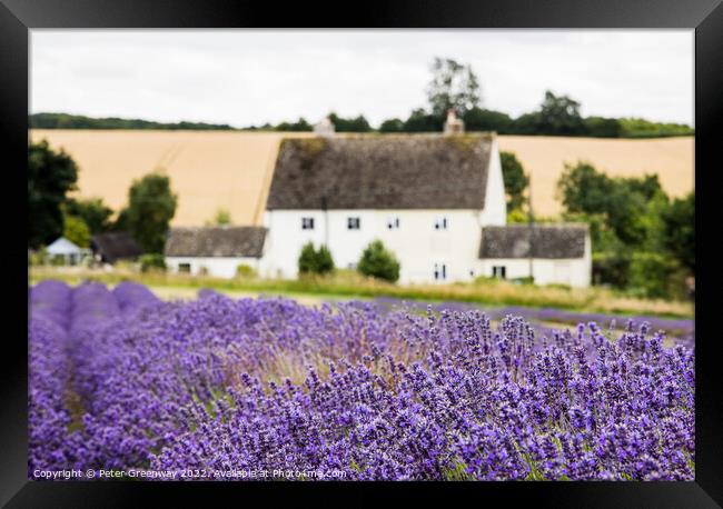 Rows Of Cotswold Lavender In The Fields At Snowshill, Worcesters Framed Print by Peter Greenway